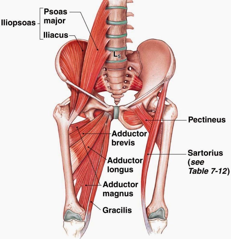 Pelvis Y Miembros Inferiores 2508