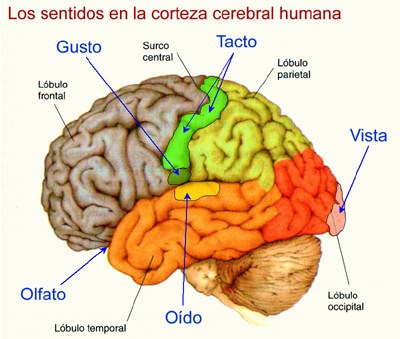 Corteza cerebral y sentidos