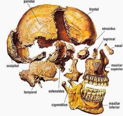 Cráneo huesos separados