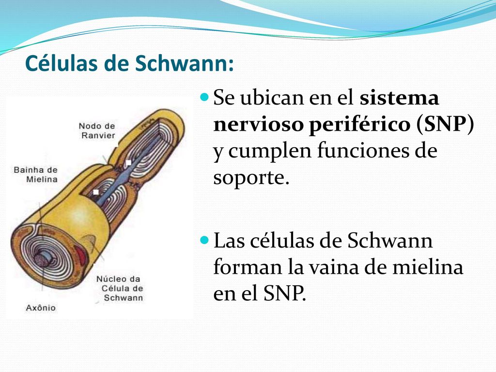 Las células de Schwann