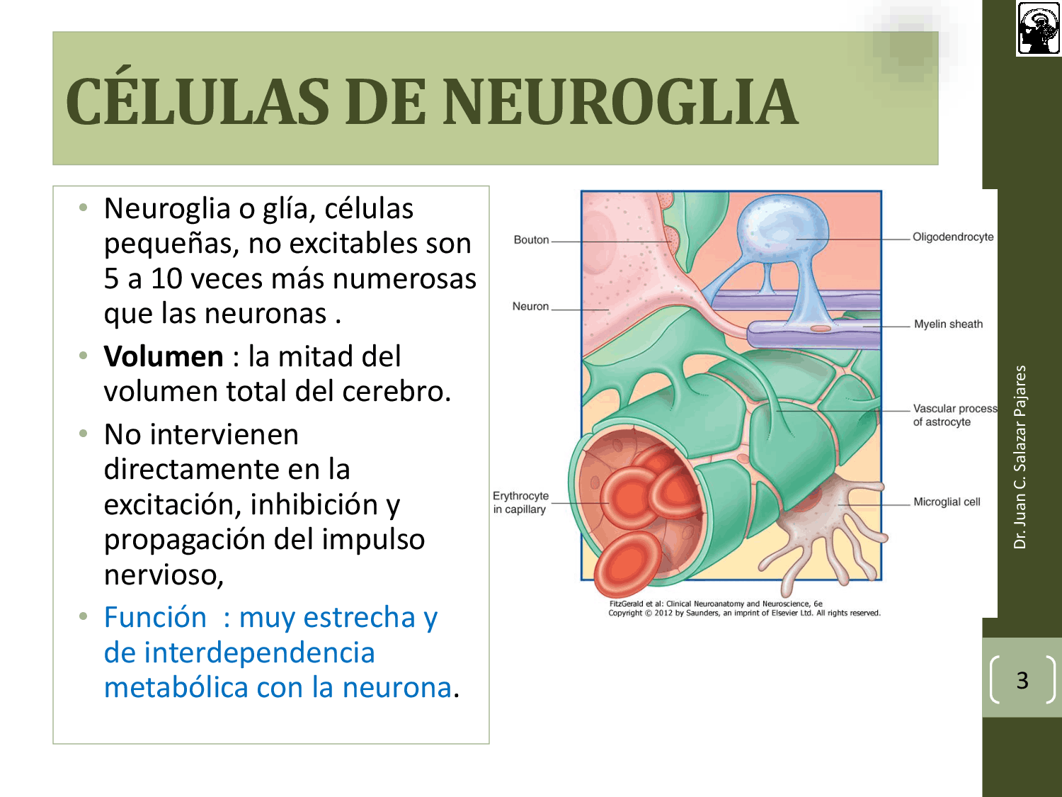 Las Células Del Sistema Nervioso 