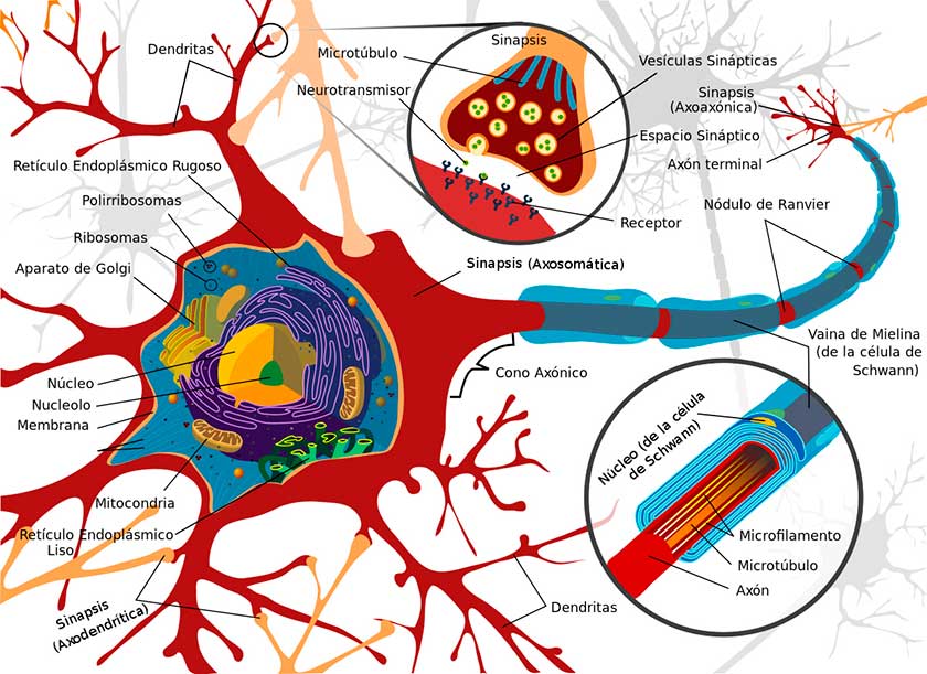 Neurona y sinapsis