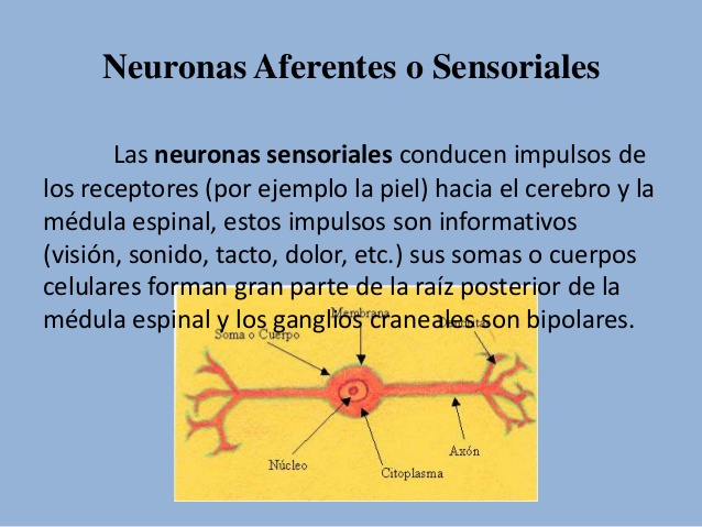 Neuronas aferentes