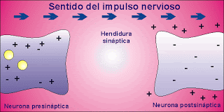 Potencial de acción de los neurotrasmisores
