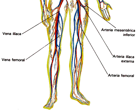 Sistema circulatorio de las piernas