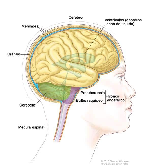 El encéfalo y tronco encefálico