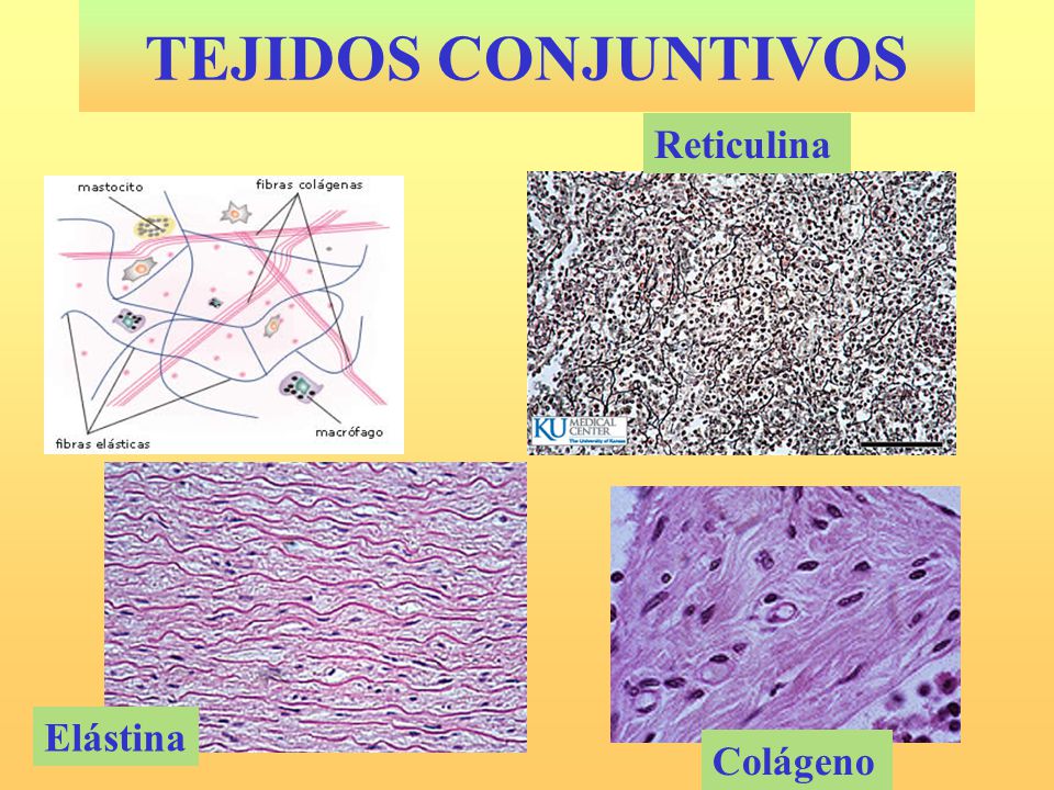 Tejido conjuntivo, reticulina, elastina, colágeno