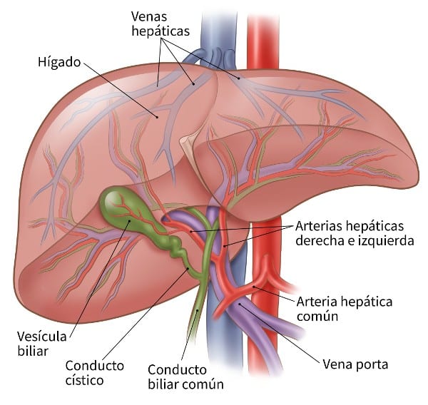 Hígado y vesícula biliar