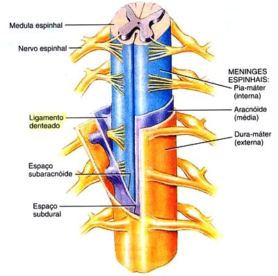 Médula espinal y meninges