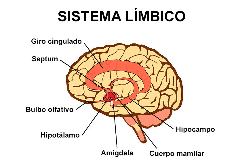 Sistema límbico