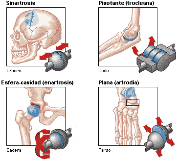 Articulaciones óseas