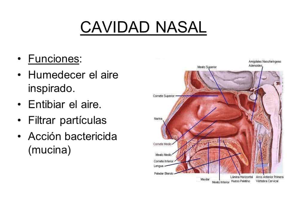 Cavidad nasal