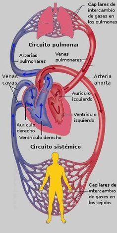 Circulación pulmonar