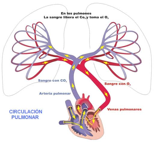 Circulación pulmonar