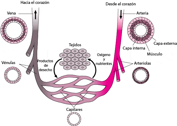 Circulación sanguínea