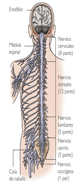 Nervios espinales