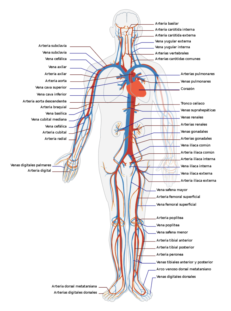 Sistema circulatorio cuerpo entero