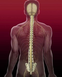 04-Columna vertebral y nervios