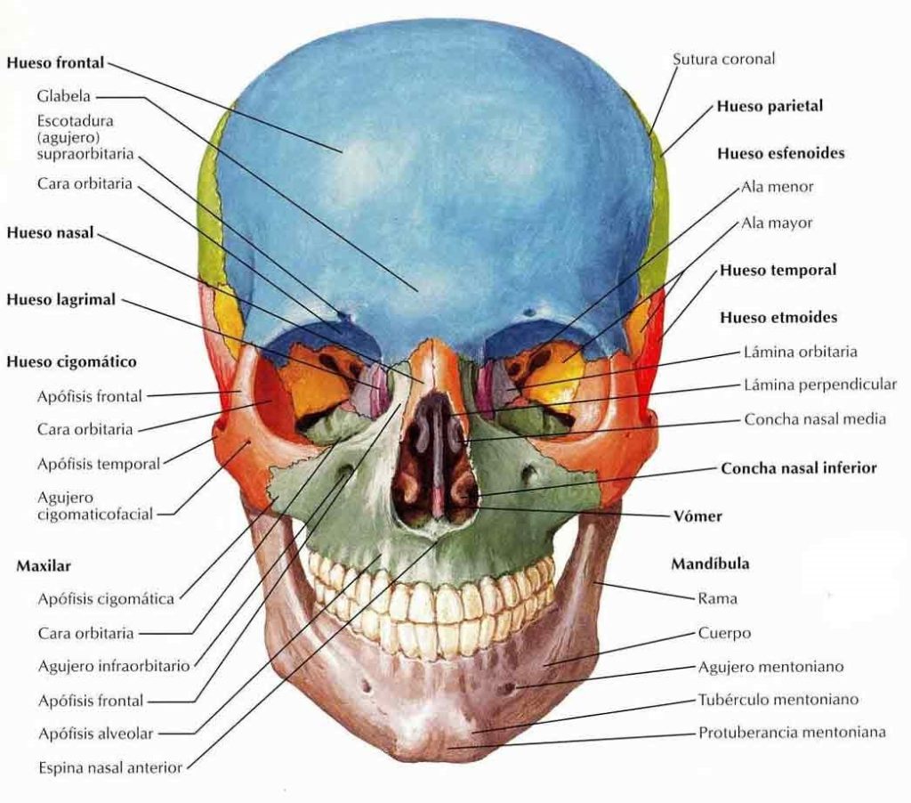 09-Cráneo en color frente