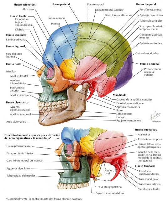 09-Cráneo en partes y suturas