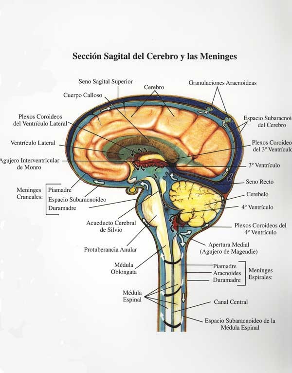09-Seccion sagital cerebro