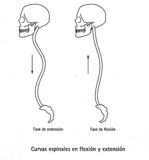 11-Curvas espinales