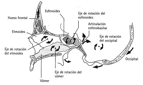 15-Eje de rotación del esfenobasilar
