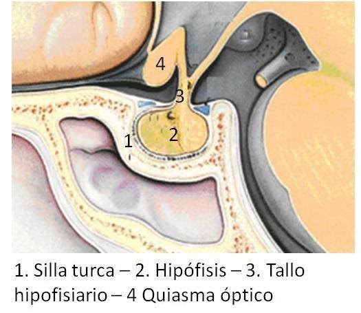 15-Silla turca y glándula hipófisis