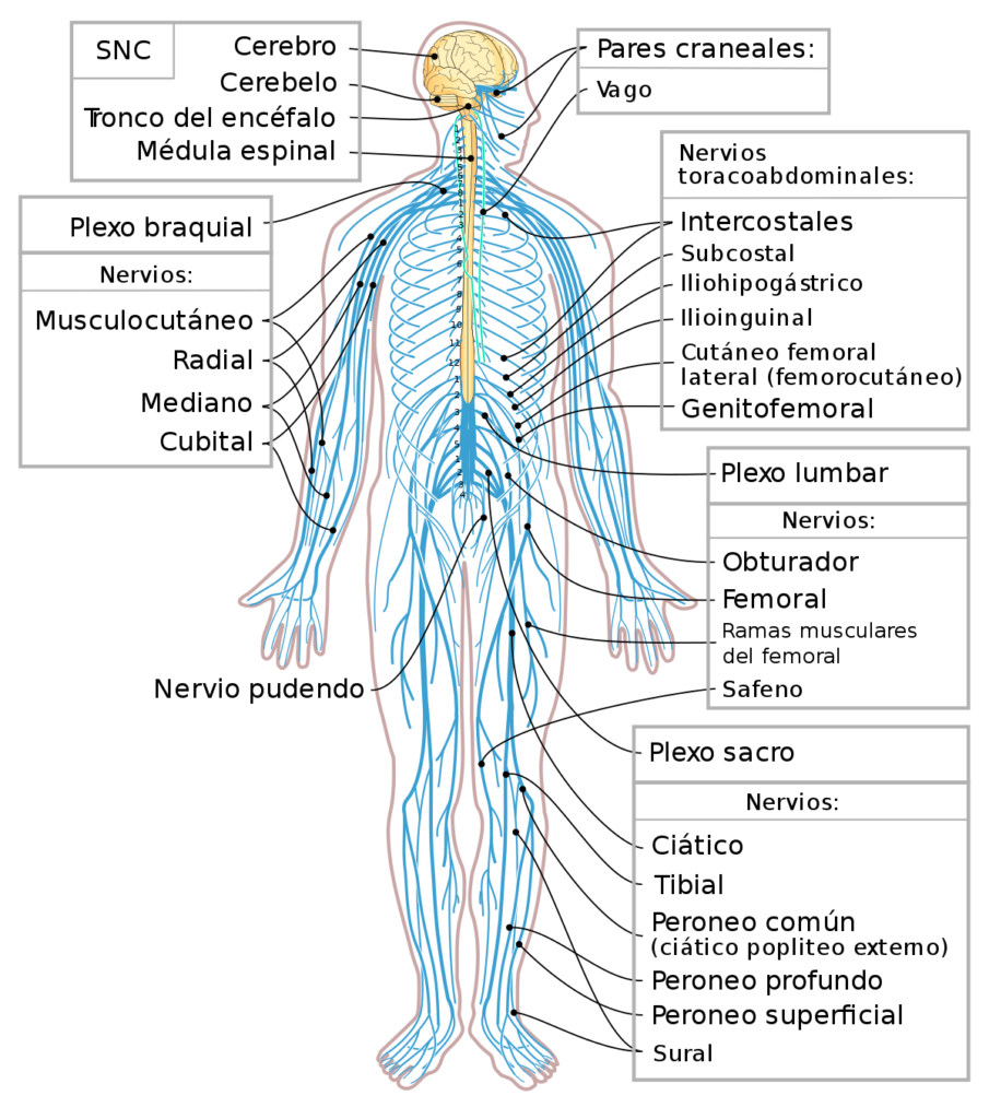23-Sistema-nervioso