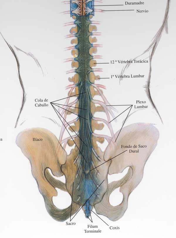 24-Columna-vertebral-lumbar