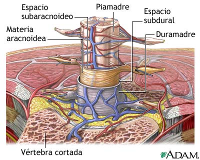 24-Meninge-vertebra