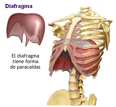 25-Diafragma-musculo