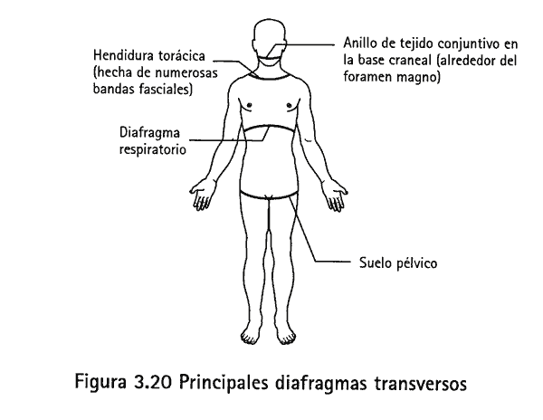 25-Diafragmas-corprales
