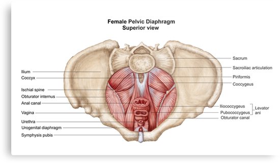 26-Diafragma-pelvico-femenino