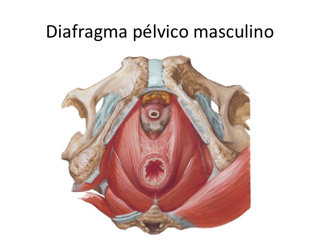 26-Diafragma-pelvico-masculino