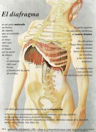 27-Diafragma-anatomia-importancia-funciones-diafragma