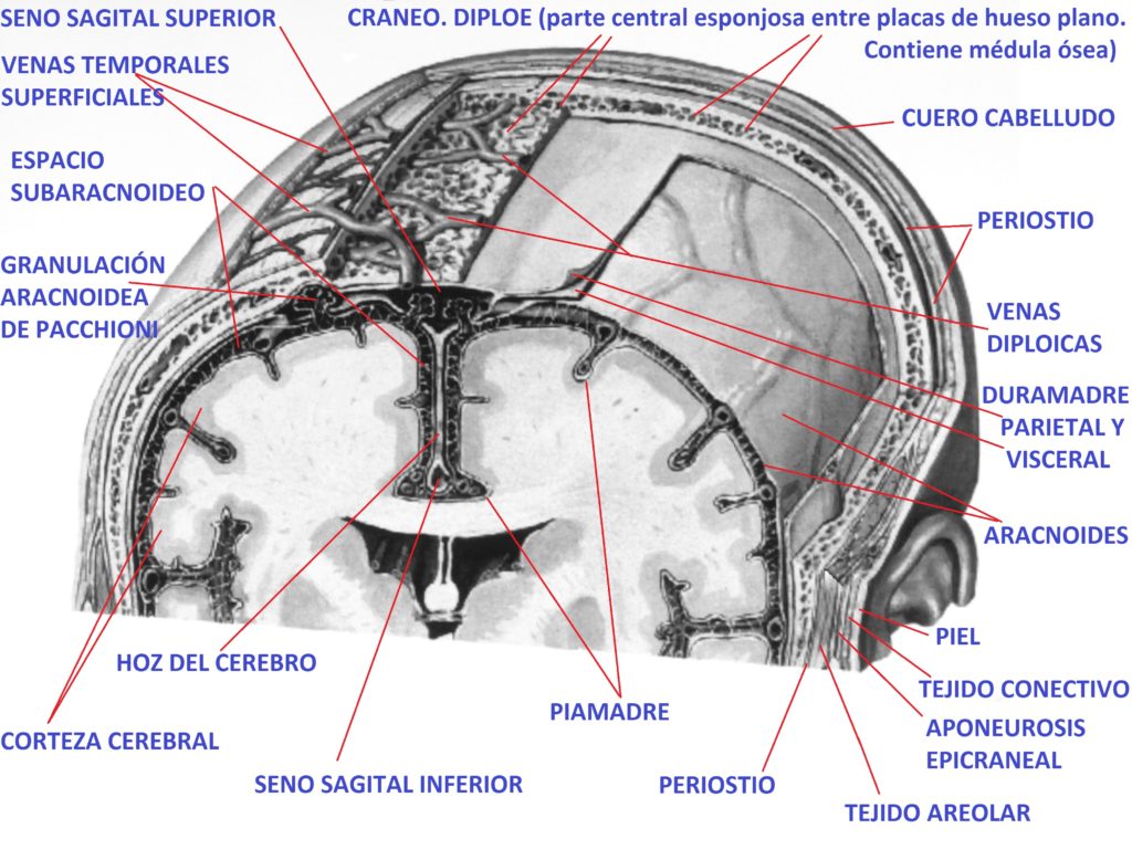 29-Diafragma-craneal-cerebro