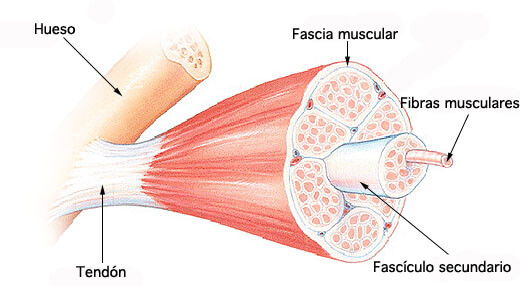 34-Fascias-musculo