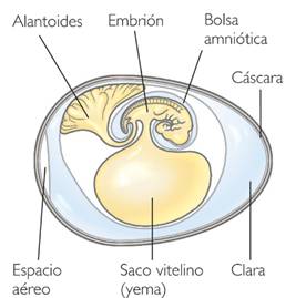 35-Fascia-embrion-alantoides