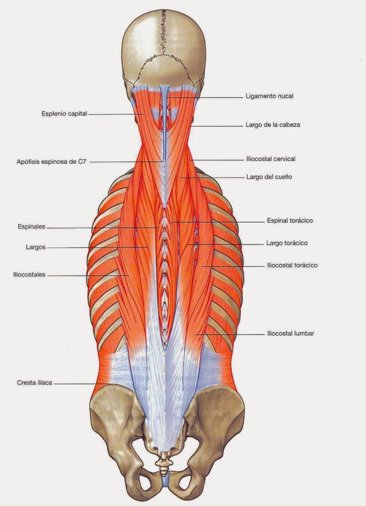 42-Musculos-vertebrales