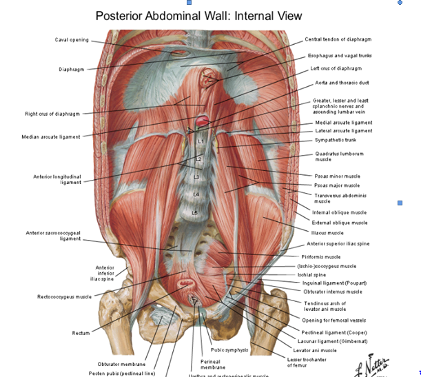 42-Pelvis-pared-abdominal