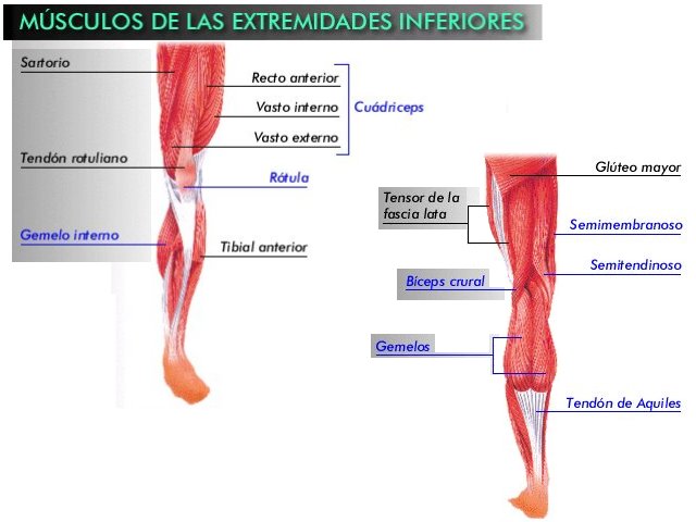 43-Musculos_extremidades_inferiores