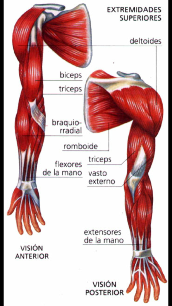 43-Musculos_extremidades_superiores