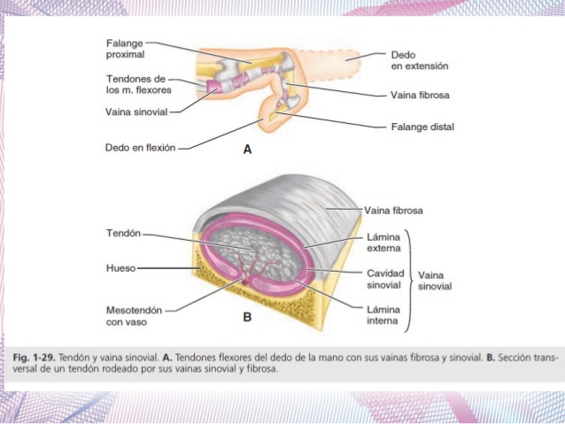 43-Tendon-fascia-aponeurisis-vainas-fibrosa-y-sinovial