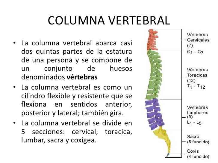 45-Columna-vertebral-y-sus-partes