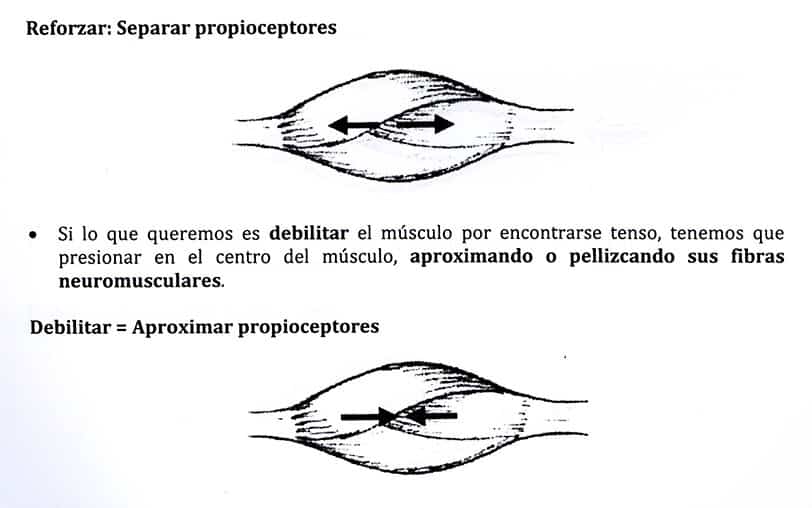 Kine-6-Propioceptores